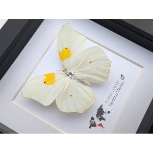 white angled-sulphur butterfly